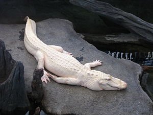 'n Albino krokodil.